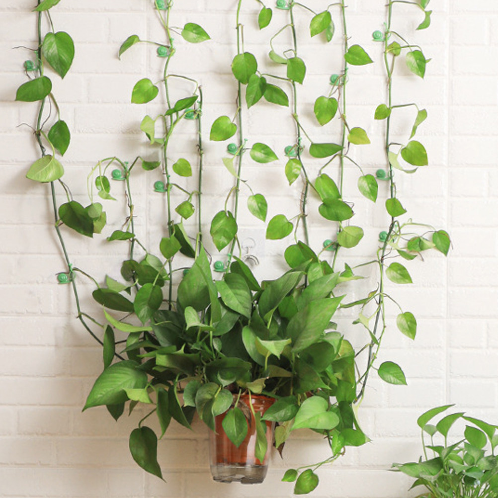 20Pcs Plant Climbing Wall Clip – обзор и цена Vine Climbing Plastic